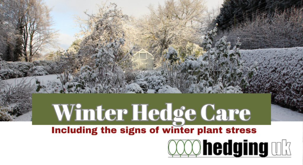Winter Hedge Care, Signs of Winter Plant Stress, Hedging UK