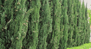 Renovating a conifer hedge