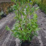Rootballed Laurel Novita Plants 125-150cm high