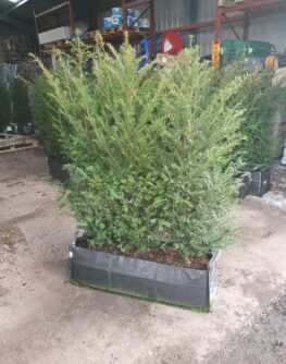 Instant Hedging Taxus Baccata hedge low hedge partition hedge topiary hedge formal hedge slow growing hedge Instant Landscaping Yew hedge low garden hedge, Yew Tree