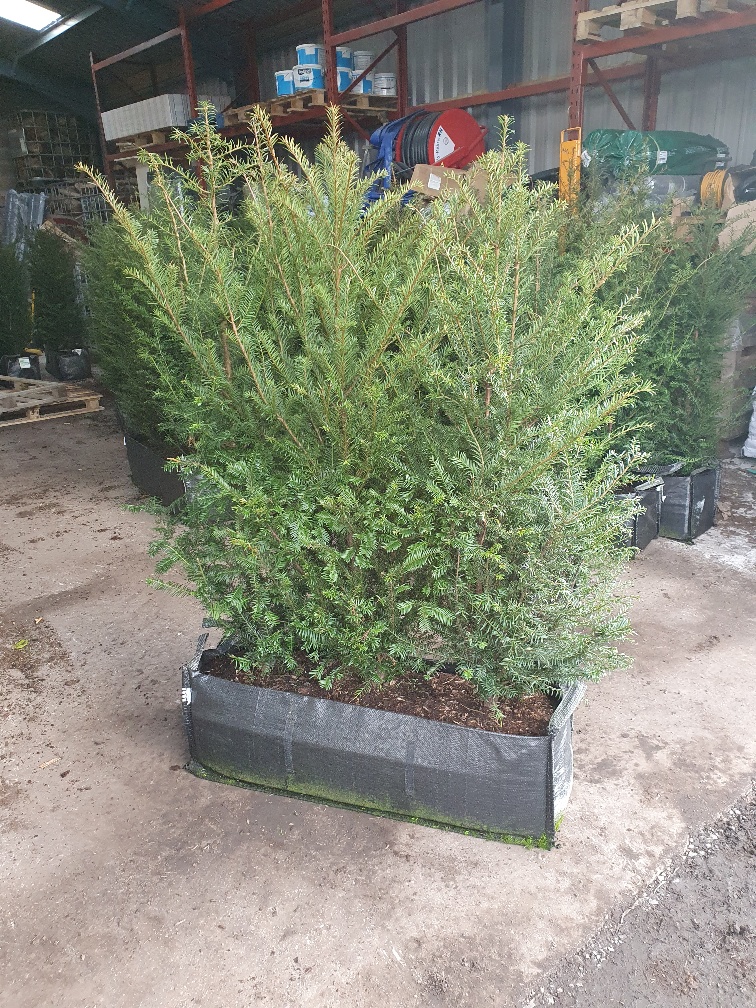 Instant Hedging Taxus Baccata hedge low hedge partition hedge topiary hedge formal hedge slow growing hedge Instant Landscaping Yew hedge low garden hedge