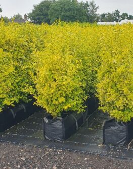 Golden Privet instant hedge, bright golden foliage, scented flowers, privacy screen, boundary hedge, Late Summer Planting, Evergeen