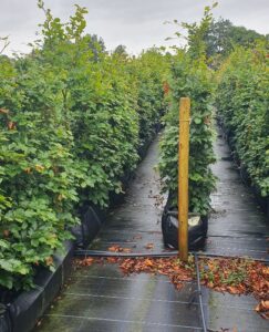Green Beech, instant hedge, native hedge, green foliage, turns copper in Autumn