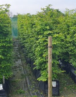 Hornbeam Hedge Beech hedging Beech Hedge Fast Growing Trees Boundary Hedge hedging plants evergreen screening for plants plants for hedging uk Instant Hedging Tall hedging Front Garden Hedge Native Hedge beech hedging plants