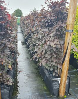 Purple beech, instant hedge, pre grown hedge, purple foliage, native hedge