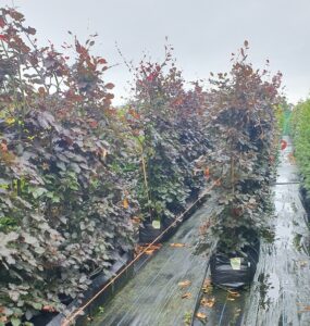 Purple beech, instant hedge, pre grown hedge, purple foliage, native hedge