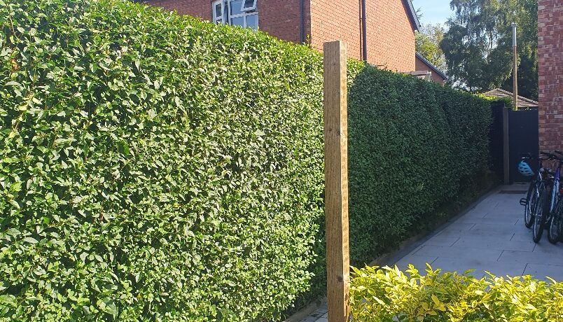 Restored Privet Hedge, Conifer Law, Privet Planting Guide