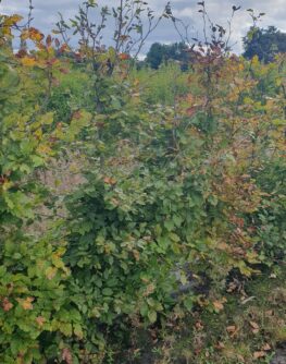 Green beech hedge, Rootballed trees, pre grown hedge, Green foliage, Copper Autumn Colour, native hedge
