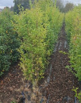 Green Screening, Fast growing Hedges, Front Garden Hedge, Boundary Hedge evergreen screening