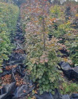 Purple beech hedge, Rootballed trees, pre grown hedge, purple foliage, native hedge