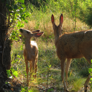 Best Hedging for Dear UK, Wild Animal Resistant Hedging