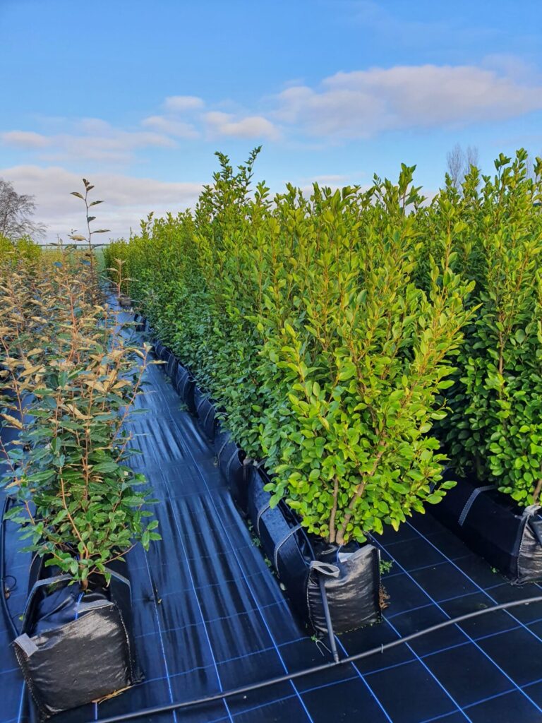 How to Care for Your Garden in Early Summer (Especially Your Hedges), Late Summer Planting