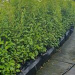 Best Hedges for Coastal Gardens Griselinia Littoralis Hedging Salt Resistant UK Grown