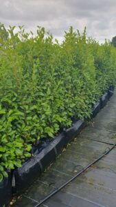 Best Hedges for Coastal Gardens Griselinia Littoralis Hedging Salt Resistant UK Grown