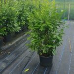 Evergreen Hedge fast growing Green Leaves Instant Landscaping Instant Hedging Tall hedging Front Garden Hedge Boundary Hedge Laurel Hedge Prunus Laurocerasus Rotundifolia Driveway Hedges hedging laurels