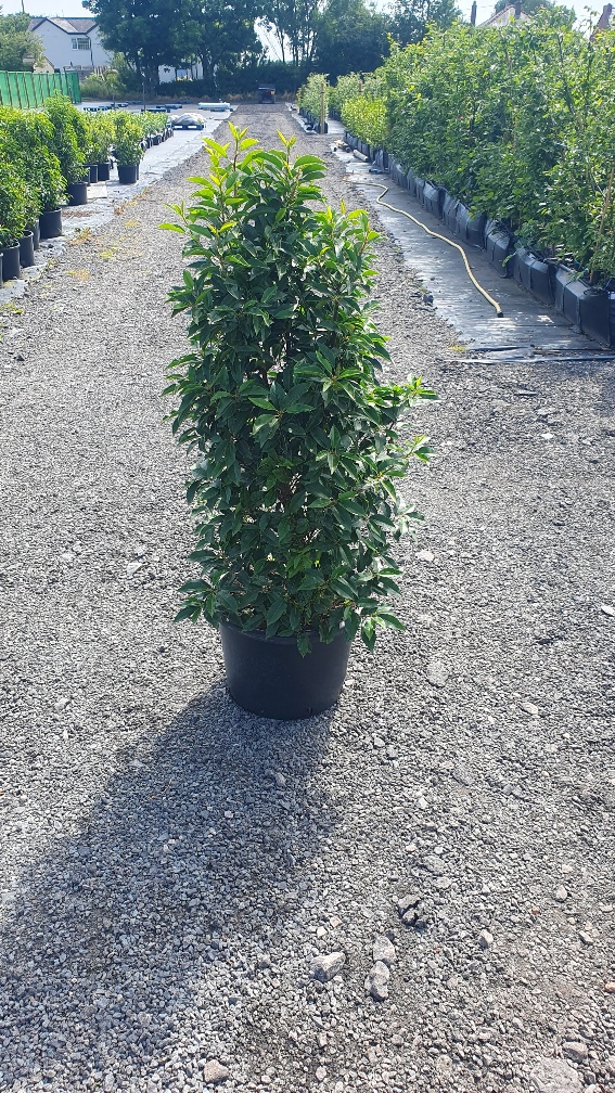 Evergreen Green Purple Stems Dark Green Leaves Small Leaves Versatile Hedging Chalky Chalk Soils Instant Landscaping Instant Hedging Tall hedging Front Garden Hedge Boundary Hedge Portuguese Laurel Hedge Prunus Lusitanica Angustifolia