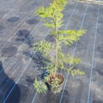 Thuja Trees 2 litre pots 3 foot 80-100cm high. Fast Growing Trees Fragrant Foliage Superb Privacy Hedge