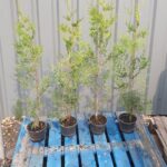 Thuja Trees 2 litre pots 3 foot 80-100cm high. Fast Growing Trees Fragrant Foliage Superb Privacy Hedge