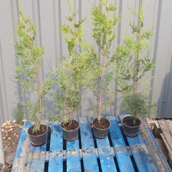 Thuja Trees 2 litre pots 3 foot 80-100cm high. Fast Growing Trees Fragrant Foliage Superb Privacy Hedge