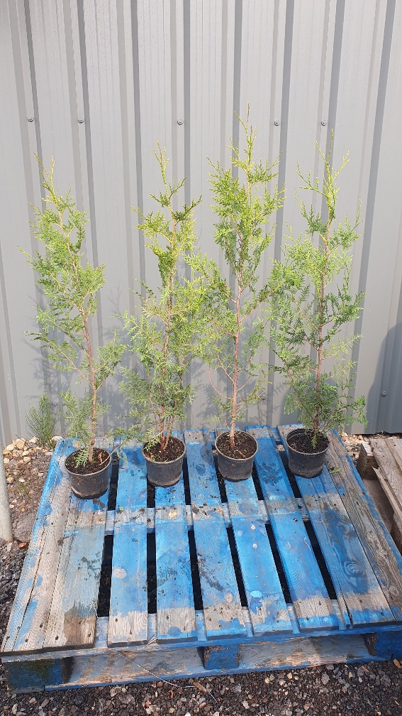 Thuja Trees 2 litre pots 3 foot 80-100cm high. Fast Growing Trees Fragrant Foliage Superb Privacy Hedge
