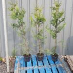 Thuja Trees 3 litre pots 4 foot 100-110cm high. Fast Growing Trees Fragrant Foliage Superb Privacy Hedge