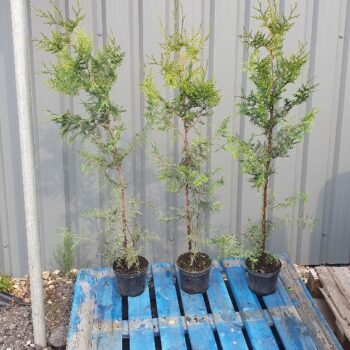 Thuja Trees 3 litre pots 4 foot 100-110cm high. Fast Growing Trees Fragrant Foliage Superb Privacy Hedge