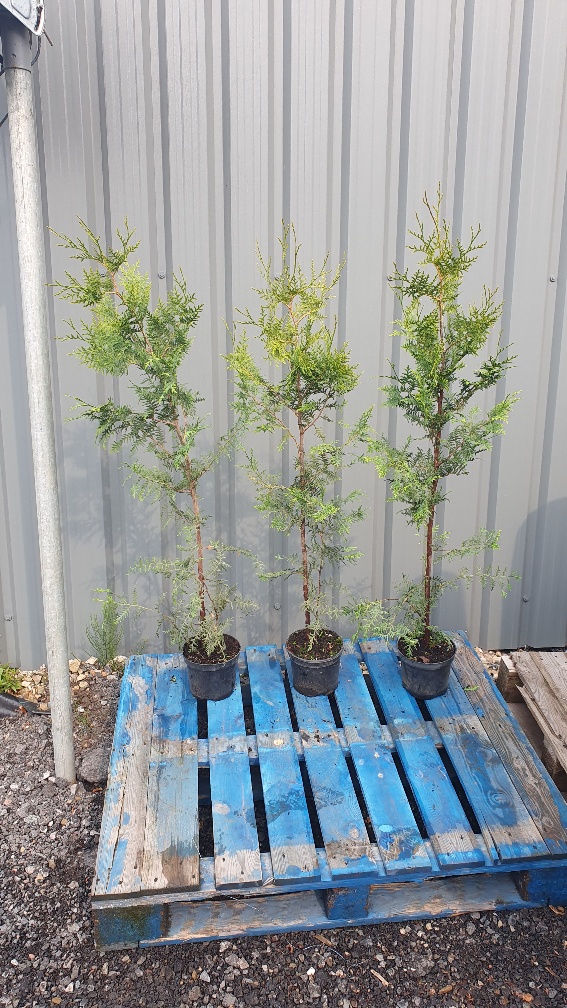 Thuja Trees 3 litre pots 4 foot 100-110cm high. Fast Growing Trees Fragrant Foliage Superb Privacy Hedge