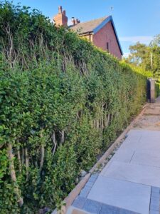 How to Care for Your Garden in Early Summer (Especially Your Hedges). Early Summer garden Care