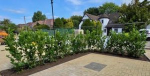 Laurel Hedge Installation 