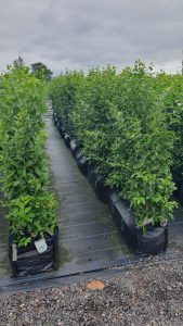 Fast growing Hedges Front Garden Hedge Boundary Hedge evergreen screening Privacy Hedging Easy Maintenance low cost Ligustrum Ovalifolium Oval Leaved Privet Green Privet Hedge