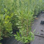 Evergreen Hedge fast growing Green Leaves Instant Landscaping Instant Hedging Tall hedging Front Garden Hedge Boundary Hedge Laurel Hedge Prunus Laurocerasus Rotundifolia Driveway Hedges hedging laurels
