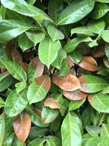 Brown or scorched leaves on laurel