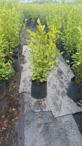 Coastal hedge Instant Hedging Salt tolerant plants Griselinia Hedge New Zealand Privet fast growing Front Garden Hedge Boundary Hedge evergreen screening Privacy Hedging Griselinia Littoralis