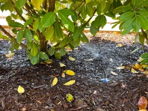 Laurel Hedge losing leaves