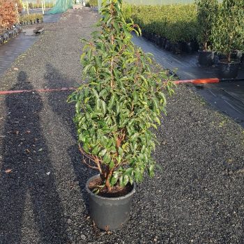 Evergreen Green Purple Stems Dark Green Leaves Small Leaves Versatile Hedging Chalky Chalk Soils Instant Landscaping Instant Hedging Tall hedging Front Garden Hedge Boundary Hedge Portuguese Laurel Hedge Prunus Lusitanica Angustifolia