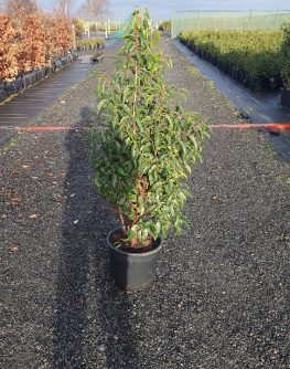 Evergreen Green Purple Stems Dark Green Leaves Small Leaves Versatile Hedging Chalky Chalk Soils Instant Landscaping Instant Hedging Tall hedging Front Garden Hedge Boundary Hedge Portuguese Laurel Hedge Prunus Lusitanica Angustifolia