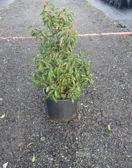 Evergreen Green Purple Stems Dark Green Leaves Small Leaves Versatile Hedging Chalky Chalk Soils Instant Landscaping Instant Hedging Tall hedging Front Garden Hedge Boundary Hedge Portuguese Laurel Hedge Prunus Lusitanica Angustifolia