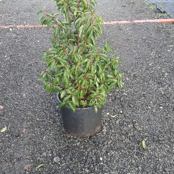 Evergreen Green Purple Stems Dark Green Leaves Small Leaves Versatile Hedging Chalky Chalk Soils Instant Landscaping Instant Hedging Tall hedging Front Garden Hedge Boundary Hedge Portuguese Laurel Hedge Prunus Lusitanica Angustifolia