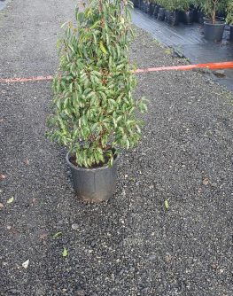 Evergreen Green Purple Stems Dark Green Leaves Small Leaves Versatile Hedging Chalky Chalk Soils Instant Landscaping Instant Hedging Tall hedging Front Garden Hedge Boundary Hedge Portuguese Laurel Hedge Prunus Lusitanica Angustifolia