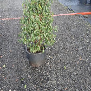 Evergreen Green Purple Stems Dark Green Leaves Small Leaves Versatile Hedging Chalky Chalk Soils Instant Landscaping Instant Hedging Tall hedging Front Garden Hedge Boundary Hedge Portuguese Laurel Hedge Prunus Lusitanica Angustifolia