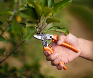How and When to Prune Laurel Hedges