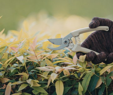 How and When to Prune Laurel Hedges (A Complete UK Guide) | Hedging UK