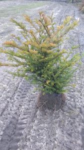 Instant Hedging Taxus Baccata hedge low hedge partition hedge topiary hedge formal hedge slow growing hedge Instant Landscaping Yew hedge low garden hedge Yew Trees Potted Yew Hedging, Yew, Rootballed