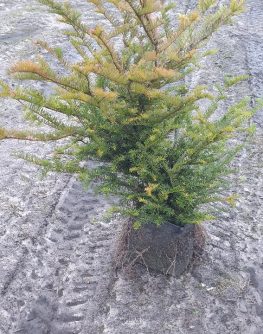 Instant Hedging Taxus Baccata hedge low hedge partition hedge topiary hedge formal hedge slow growing hedge Instant Landscaping Yew hedge low garden hedge Yew Trees Potted Yew Hedging, Yew, Rootballed