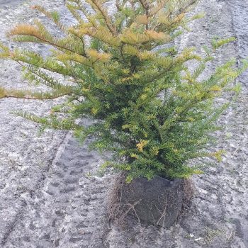 Instant Hedging Taxus Baccata hedge low hedge partition hedge topiary hedge formal hedge slow growing hedge Instant Landscaping Yew hedge low garden hedge Yew Trees Potted Yew Hedging, Yew, Rootballed