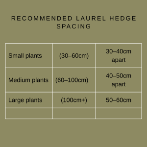 Recommended Laurel Hedge Spacing For most garden hedges, laurel plants should be spaced between 30cm and 60cm apart. Hedge Type Recommended Spacing Small plants (30–60cm) 30–40cm apart Medium plants (60–100cm) 40–50cm apart Large plants (100cm+) 50–60cm apart Closer spacing will create a denser hedge more quickly, while wider spacing allows each plant more room to grow naturally.