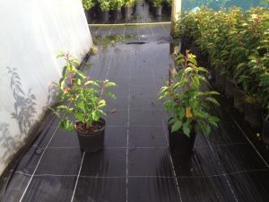 Spacing for Portuguese Laurel Hedges Portuguese Laurel (Prunus lusitanica) grows slightly slower but produces a more refined, compact hedge. Typical spacing: 30–45cm apart Closer spacing helps create a neater, more formal hedge Portuguese Laurel is often used where appearance and structure are important, such as along driveways or garden borders.