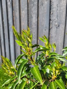 Portuguese laurel, Types of Laurel Hedge