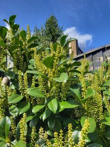 Laurel Hedge, How to Plant a Laurel