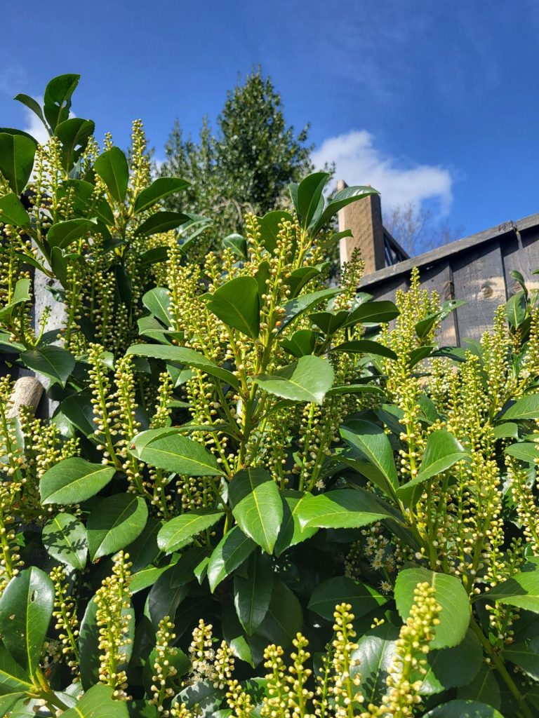 Laurel Hedge, How to Plant a Laurel